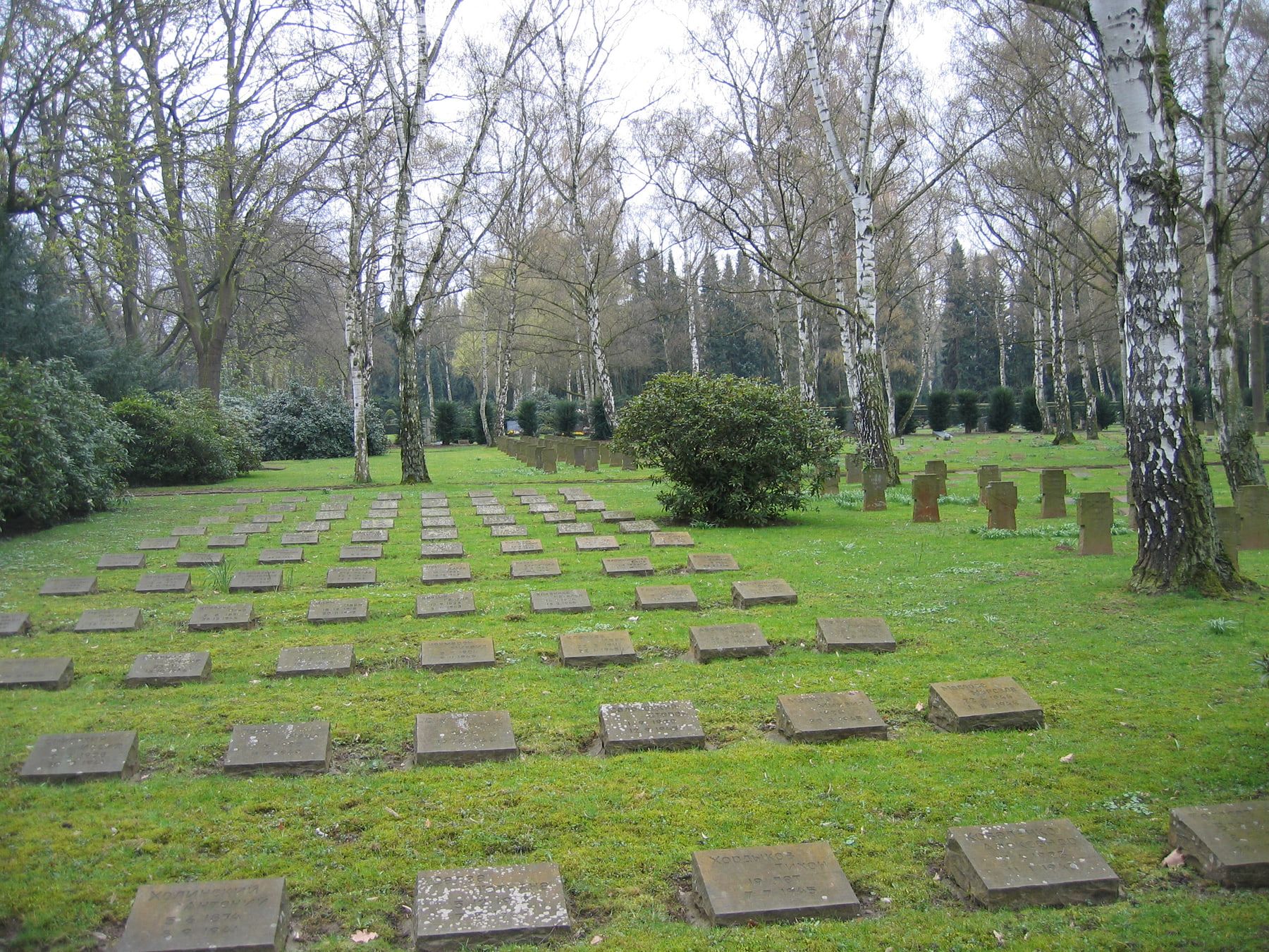 Geordnete Reihen flacher Grabplatten und kleiner stehender Grabsteine auf einer Rasenfläche zwischen Birken auf Nordfriedhof Bonn